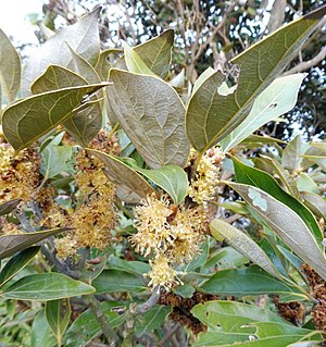 <i>Neolitsea sericea</i> Species of tree