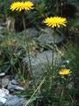 Vanlig heysthagasólja, tyrilshattur (Leontodon autumnale)