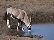   Oryx gazella