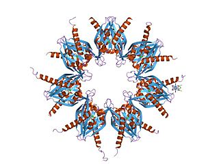 Ca<sup>2+</sup>/calmodulin-dependent protein kinase II Class of enzymes