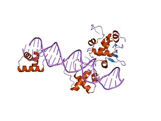 <span class="mw-page-title-main">Pax genes</span> Family of transcription factors