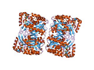 <span class="mw-page-title-main">Hydroxymethylglutaryl-CoA synthase</span> Class of enzymes