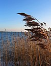 Phragmites australis Schilfrohr.jpg