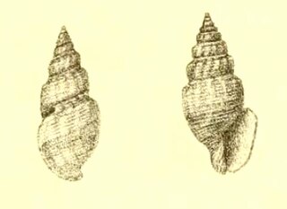 <i>Pleurotomella vercoi</i> Species of gastropod