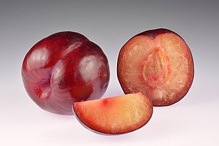 <span class="mw-page-title-main">Plum</span> Edible fruit