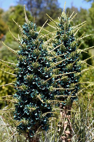 <i>Puya</i> (plant) Sole genus of the subfamily Puyoideae