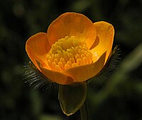 Ranunculus acris