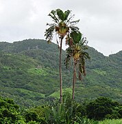 Grand ravenale, île Maurice