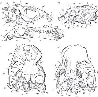 <i>Sarahsaurus</i> Extinct genus of dinosaurs