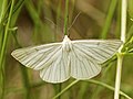 * Nomination Black-veined Moth (Siona lineata), Jena, Deutschland --LC-de 01:07, 12 May 2013 (UTC) * Promotion QI for me.--S. F. B. Morse 05:36, 12 May 2013 (UTC)