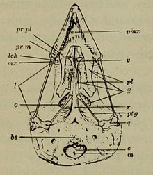 Diagram of the skull of a house sparrow seen from below, with the premaxilla (marked pmx) at top Skull of Sparrow.jpg