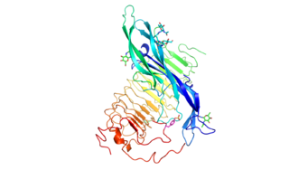 <span class="mw-page-title-main">Follicle-stimulating hormone receptor</span> Protein-coding gene in the species Homo sapiens