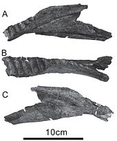 Dentary of Tambatitanis Tambatitanis.jpg