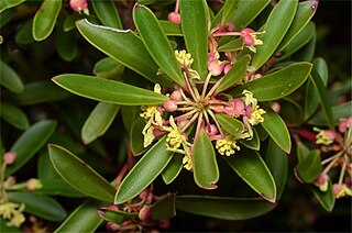 <i>Tasmannia lanceolata</i> Species of shrub