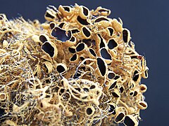 Usnée antarctique (Usnea antarctica).