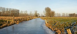 Meersen aan de noordkant van Moerbrugge tijdens de winter van 2009.