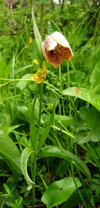 <i>Fritillaria dagana</i> Species of flowering plant