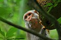 Image 38The Rhesus Macaque (Macaca mulatta) is one of the best-known species of Old World monkeys native in Bangladesh. The pictured macaque is seen eating from a jackfruit at Lawachara National Park, Moulvibazar. Photo Credit: Syedabbas321