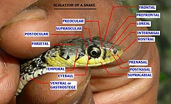 Sideview of the head of a hand-held snake to show the name and position of scales.