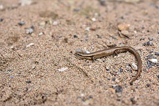 <span class="mw-page-title-main">Desert lidless skink</span> Species of lizard