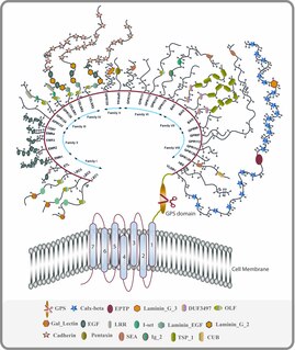 Adhesion G protein-coupled receptor Class of 33 human protein receptors