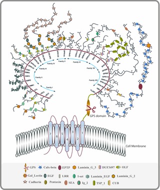 <span class="mw-page-title-main">Adhesion G protein-coupled receptor</span> Class of 33 human protein receptors