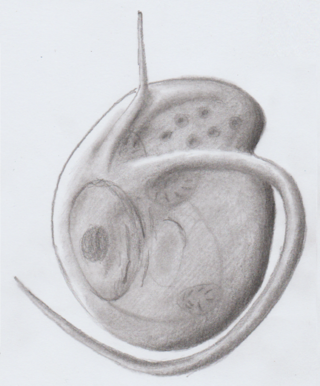 <i>Ancyromonas</i> Genus of protists