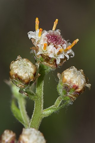 <i>Antennaria</i> Genus of flowering plants