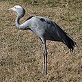 Blue Crane, national bird of South Africa