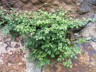 <i>Asplenium ruta-muraria</i> Species of fern in the family Aspleniaceae