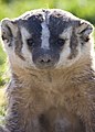 American badger