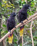 A dark purple parrot with a yellow tail and a red underside-of-the-tail