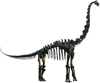 <i>Brachiosaurus</i> Sauropod dinosaur genus from the late Jurassic Period