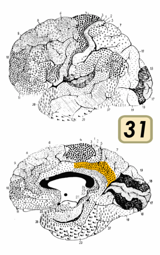 <span class="mw-page-title-main">Brodmann area 31</span> Area of the brain