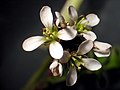 Títlingskarsi (Cardamine hirsuta)