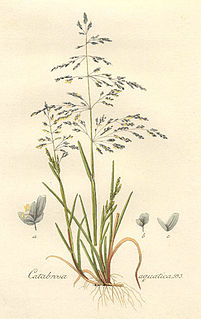 <i>Catabrosa</i> Genus of grasses