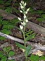 Weißes Waldvöglein (Cephalanthera damasonium)