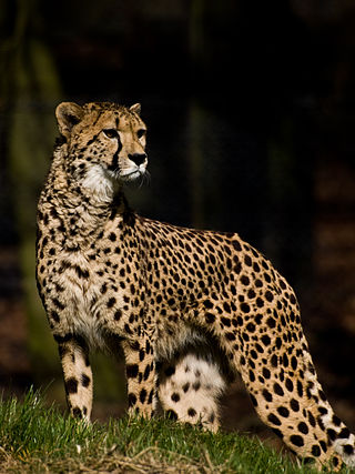 <span class="mw-page-title-main">Wildlife of Somalia</span> Native flora and fauna of the country on the horn of Africa