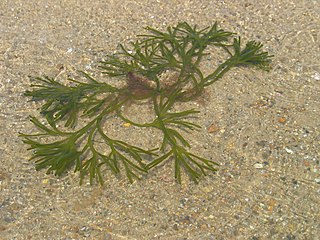 Bryopsidales Order of algae