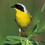 Common yellowthroat