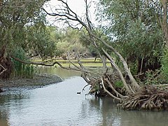 Danubioren delta