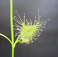 Drosera peltata