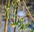 Chamaedaphne calyculata Category:Ericaceae