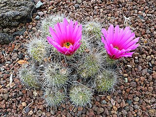 <span class="mw-page-title-main">Echinocereeae</span> Tribe of cacti