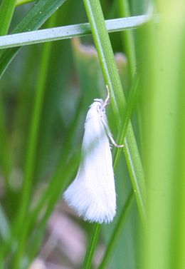 Baltoji elachina (Elachista argentella)