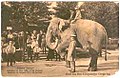 Historical photo:Elephant Jenney offers a joy ride for the children in Koenigsberg zoo. Photo made in 1911