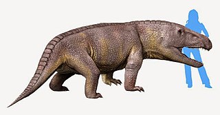 <span class="mw-page-title-main">Proterosuchia</span> Obsolete suborder of reptiles