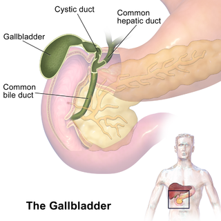 <span class="mw-page-title-main">Gallbladder</span> Organ in humans and other vertebrates