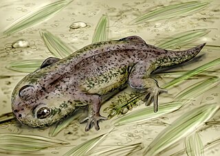 <i>Gerobatrachus</i> Extinct genus of amphibians