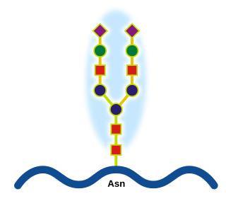 <span class="mw-page-title-main">Glycoprotein</span> Protein with oligosaccharide modifications